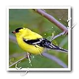 Birds - American Gold Finch - Iron on Heat Transfers