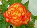 Ruffled Fire Begonia Seed Pack