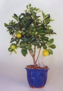 Bonsai Boy's Orange Citrus Bonsai Tree Calamondin Orange