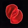 Bild des Albums von Peter Gabriel