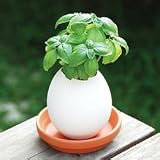 basil eggling