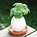 Kitchen & Housewares : basil eggling