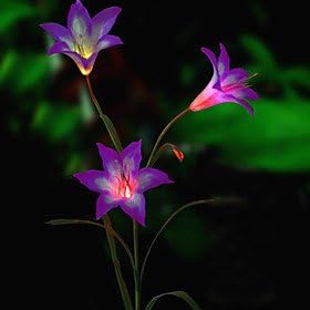 Solar LED Flower Light (1049-CIS-28080)