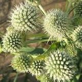 Eryngium yuccifolium (Rattlesnake Master) - Bulk Wildflower Seeds