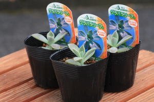 日光種苗　グラパラリーフ苗　3本セット