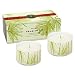 Thymes Frasier Fir Candle Set of 2