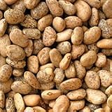 Organic Blue Speckled Tepary Bean - 70 Seeds