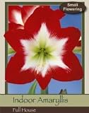 Amaryllis Specialty Full House