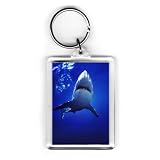 Shark in Aquarium - Acrylic Keyring - Art247 - Standard Size