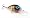 Bluegill