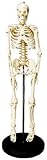 24 Human Body Skeleton Model