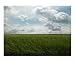 Green wheatgrass field at the Biosphere Reserve Rhön, Germany, in May 2006 Scenic Poster Print by Bel Phos, 10x8