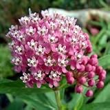 Swamp Milkweed (Asclepias incarnata) - Jumbo Wildflower Seed Packet