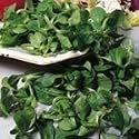 SUTTONS SEEDS: Corn Salad Large Leaved Seeds (450 seeds)