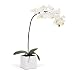 Torre & Tagus Orchid Potted Single Stem 28-Inch, White