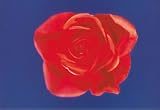 PC8866 - Red rose - Flower art postcard