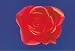 Kitchen & Housewares : PC8866 - Red rose - Flower art postcard