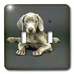 Dogs Weimaraner - Weimaraner Puppy - Light Switch Covers - double toggle switch