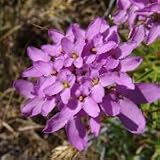 Iberis umbellata (Globe Candytuft) - Bulk Wildflower Seeds