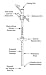 >Kc g-tube 14fr 3-5 ml bln. Kimberly-Clark&reg; Gastrostomy Feeding Tube