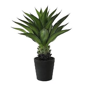 Crow Cactus Outdoor Plant - Frontgate