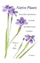 Native Plants, Torrey Pines State Reserve and Nearby San Diego County Locations, 2nd Edition