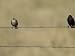 Brown-Headed Cowbirds Perch on a Barbed Wire Fence in Montana Photographic Poster Pri...