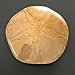 Fossil Echinoid (polished)