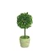 Preserved Boxwood Mini Topiary 6"