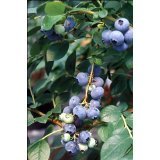 Highbush Blueberry 20 Seeds - Vaccinium - Edible/Shrub