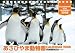 卓上 旭山動物園 2008年カレンダー