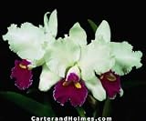 Lc Coastal Splendor 'Mendenhall x Lc Log Cabin '#1'(photo)(Bare root plant)