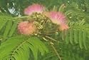 Mimosa (Silk Tree), 5-6 Foot Tree