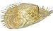 Mens Straw Beachcomber Hat (Curl up)