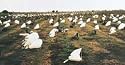Texas Rags Snow Goose 100 Pack Rag Decoy