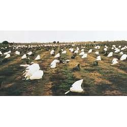Texas Rags Snow Goose 100 Pack Rag Decoy by 