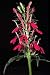 Lobelia cardinalis - Cardinal Flower