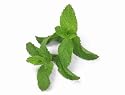 Fresh Mint Leaves - Ships out on Tuesdays