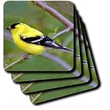 Birds - American Gold Finch - Coasters