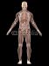 Wallmonkeys Peel and Stick Wall Decals - Anatomie Des Menschen - Removable Graphic