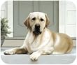 Yellow Labrador On Porch Lab Dog Puppy Mouse Pad MousePad