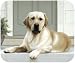 labrador3  - Yellow Labrador On Porch Lab Dog Puppy Mouse