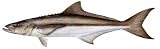 Fish Stix Cobia Decal