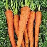Organic Japanese Imperial Long Carrot - 600 Seeds