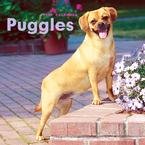 Puggles 2009 Wall Calendar