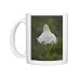 Photo Mugs of Bear Grass (Indian Basket Grass) (Xerophyllum tenax), Glacier National Park, from Robert Harding