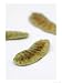 Senna Pods, Senna Alexandrina Photographic Poster Print by Geoff Kidd, 18x24