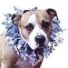 Pet Supplies : Charming Extra Large Pumpkin Party Collar