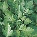 Parsley Herb 500 Seeds - GARDEN FRESH PACK!