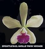 Epc. El Hatillo 'Pinta' 1077H